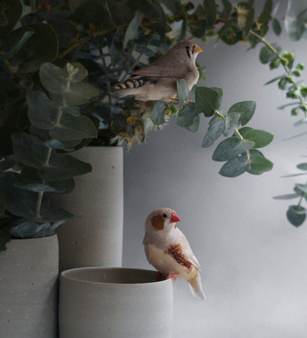 How to plant your living pot